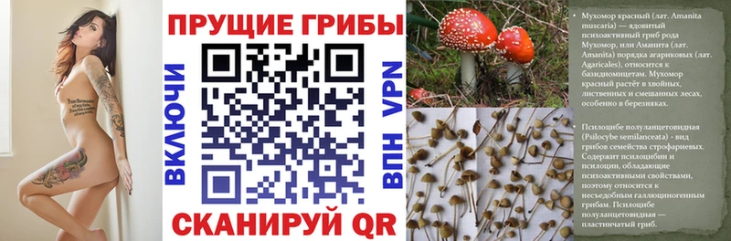 Галлюциногенные грибы Psilocybine cubensis  Севастополь 